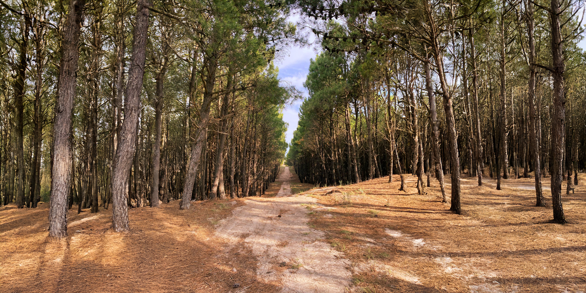 aromas-del-bosque-1200x600