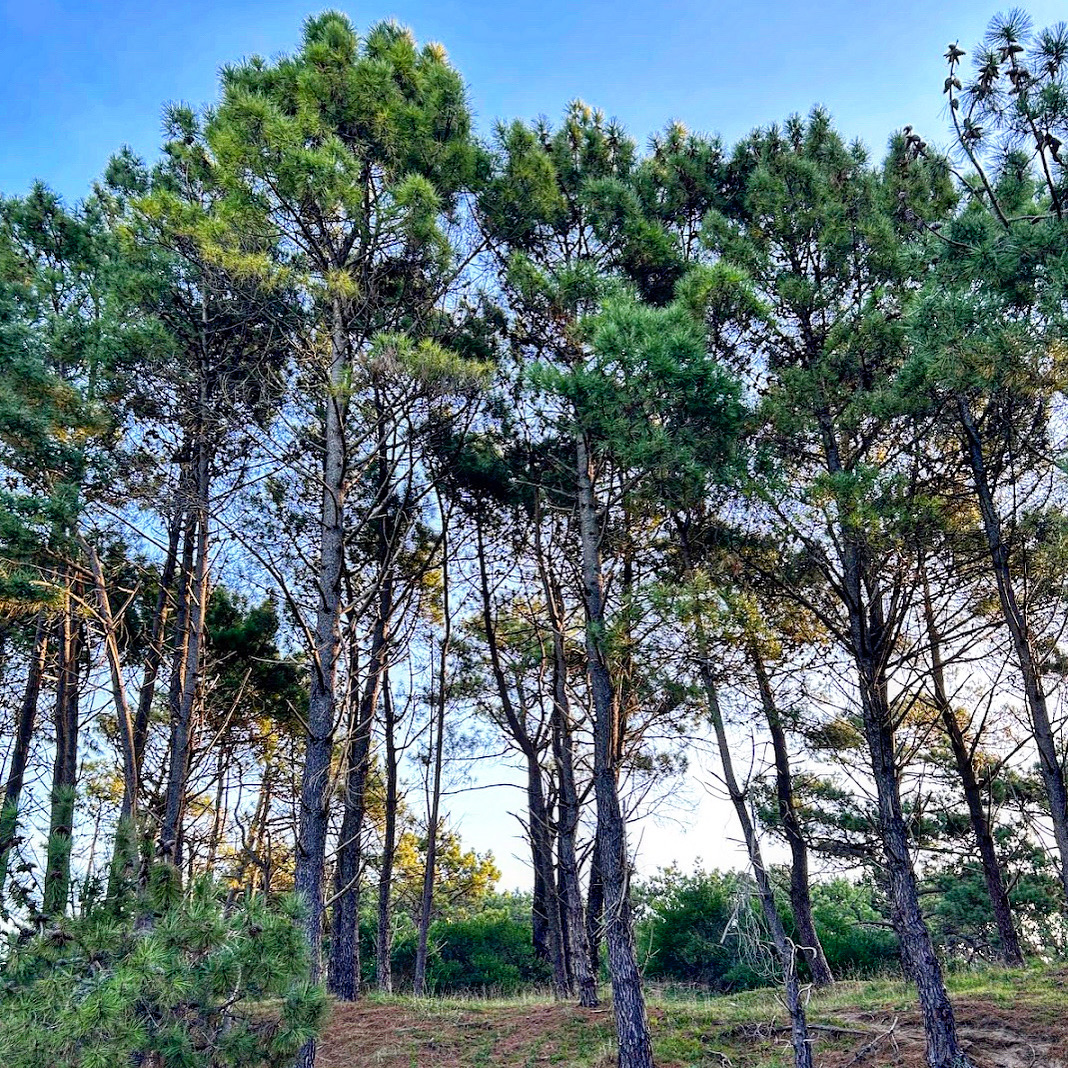 ffb6431f202c771f682279464e57af65c2bef2a2